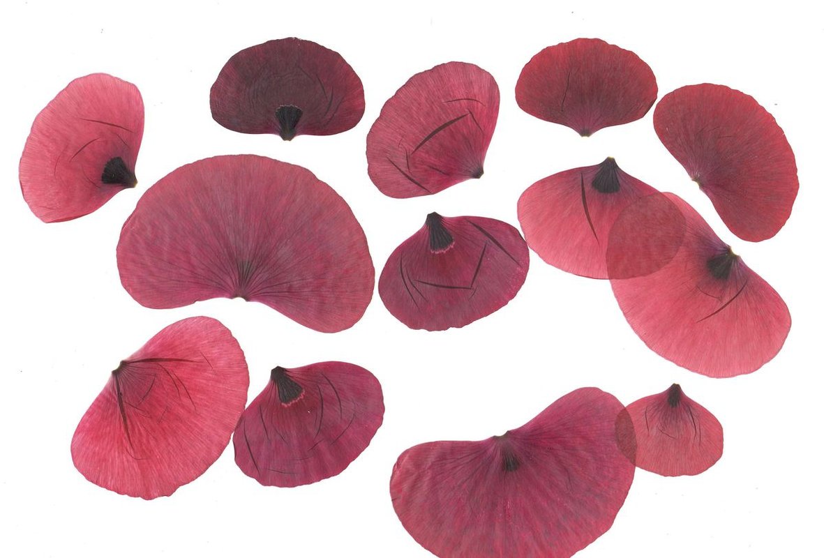 These Days All I Can Write About is the Poppies