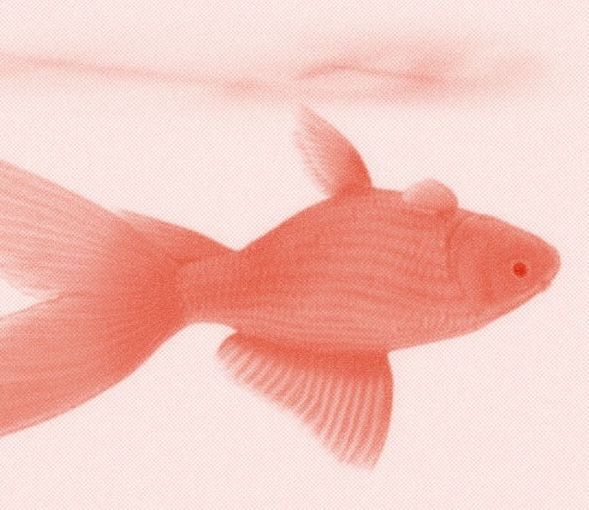 Your goldfish died last week